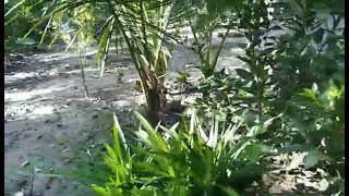 Multa Garden. Atanda,Keshabpur,Jessore. 9 July 20223