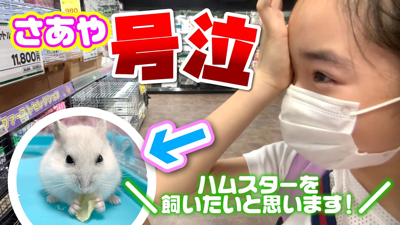 【決定しました】ハムスター飼育✖️３セット・プラスα（キャンセルになりましたので、再々投稿です） 1406130.jpeg