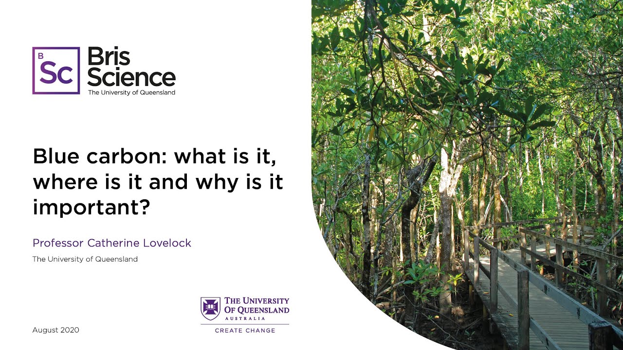 Blue Carbon: Its Definition, Location, and Importance | BrisScience