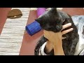 Cattery Cats