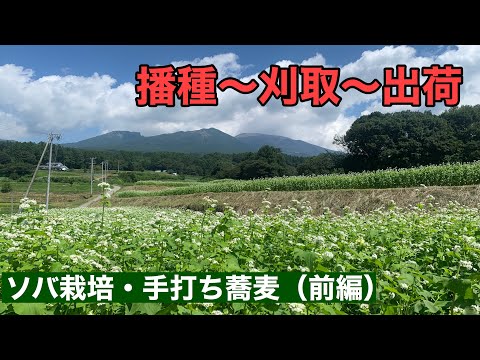 ソバ栽培・手打ち蕎麦（前編）　播種〜刈取〜出荷