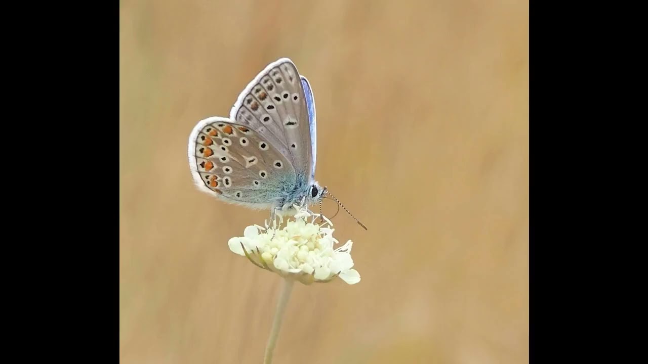 Musique douce - Bruitages d'insectes nocturnes