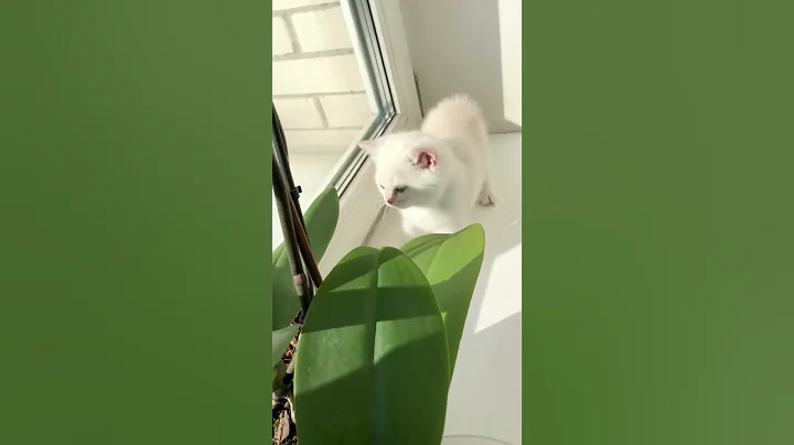 Watch the video about British Kittens Of Cat Kylie #kyliecatkittens #kitten #cat #cutecat #britishcat #catlover #kitty