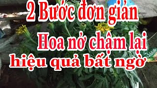 Để vạn thọ nở hoa đúng dịp Tết