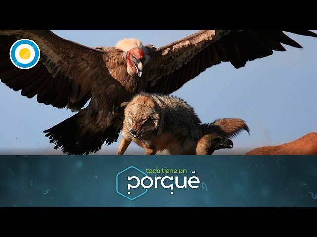 Comparación De Tamaños Del Cóndor Andino Vultur Gryphus (Cóndor