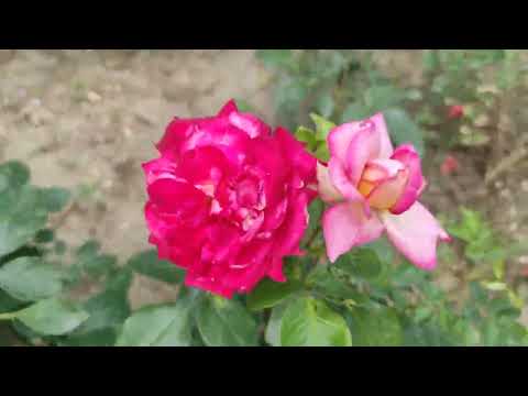 11 Haziran Açmayan Güller Açtı