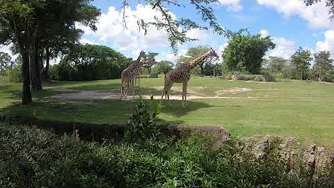 Its so many different animasl here. (Zoo Miami part 2)