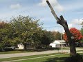 American Elm goed down