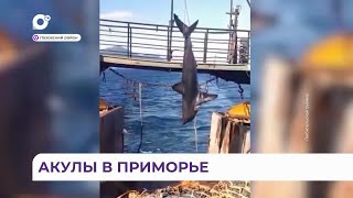 Акулы в Приморье, как вести себя при встрече с морским хищником
