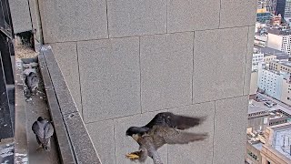 367 Collins Falcons- 🐤🐤🐤Supper🍗🥱19.10.2026