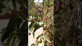 Tamatar ka plant? garden flower viral home popular gardening ytshorts tomatokitchengarden