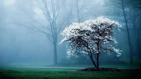 خواتيم سورة البقرة القارئ حسام الدين عبادي