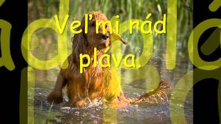 English Coocker Spanielanglický Kokeršpaniel