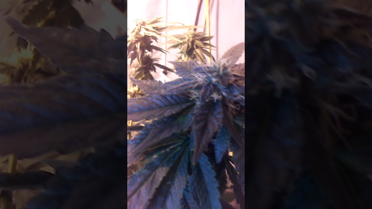 Pre98 Bubba kush Yerba Buena Garden (Good herbs Garden)