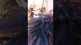 Pre98 Bubba kush Yerba Buena Garden (Good herbs Garden)