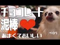 【Valentin'sDay】かわいいチョコレート泥棒❤︎チワワ【バレンタイン】
