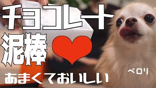 【Valentin'sDay】かわいいチョコレート泥棒❤︎チワワ【バレンタイン】