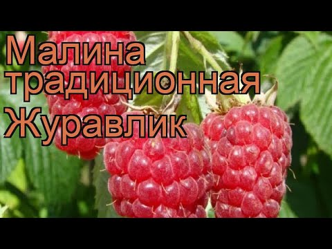 Малина традиционная Журавлик (rubus zhuravlik) ? Журавлик обзор: как сажать, саженцы малины Журавлик