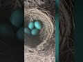 Bird makes home on new truck