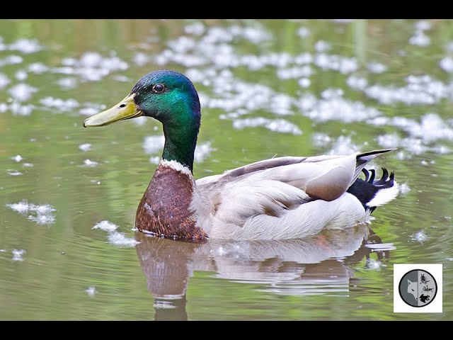 APPEAU HB CALLS CANARD SIFFLEUR MALE