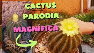 Parodia magnifica floración, cuidados 🌵 cactus 🌵