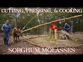 Sorghum Molasses - Pressing and Cooking - The FHC Show, ep 30