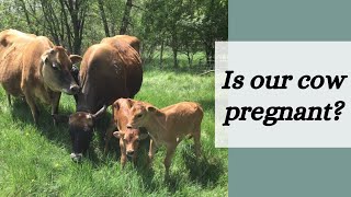 Cheap and Easy Cow Pregnancy Check | Milk Pregnancy Test