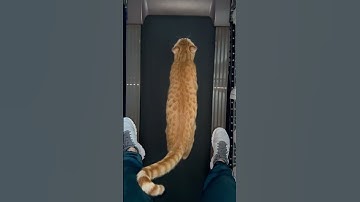 Cute Kitty Goes For A Run On Treadmill