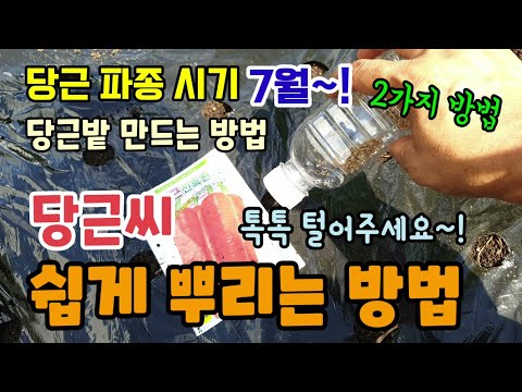 당근파종시기 심는방법 2가지 당근씨 쉽게 빠르게 뿌리는방법 당근밭 만들기 7월에 심는 작물