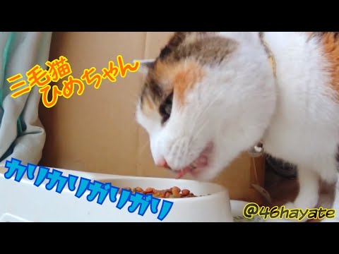 ASMR/猫の咀嚼音動画 / 三毛猫 姫ちゃん / カリカリガリガリ / cute cat