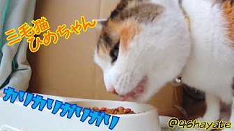 猫食事中