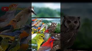 Download Lagu Burcil Turun Massal‼️🔥MP3 pikat ampuh 2026 MP3