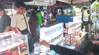 UPDATE ON QUALITY BETTA FISH AT THE JATINEGARA ORNAMENTAL FISH MARKET