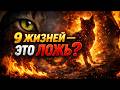 Почему говорят, что у кошек 9 жизней? | История и факты.