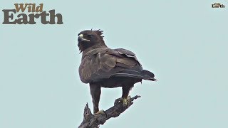 WildEarth - Sunset Safari - December 22, 2019