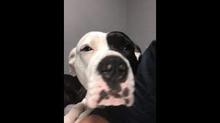 Wheres Your Head At Pitbull Edition