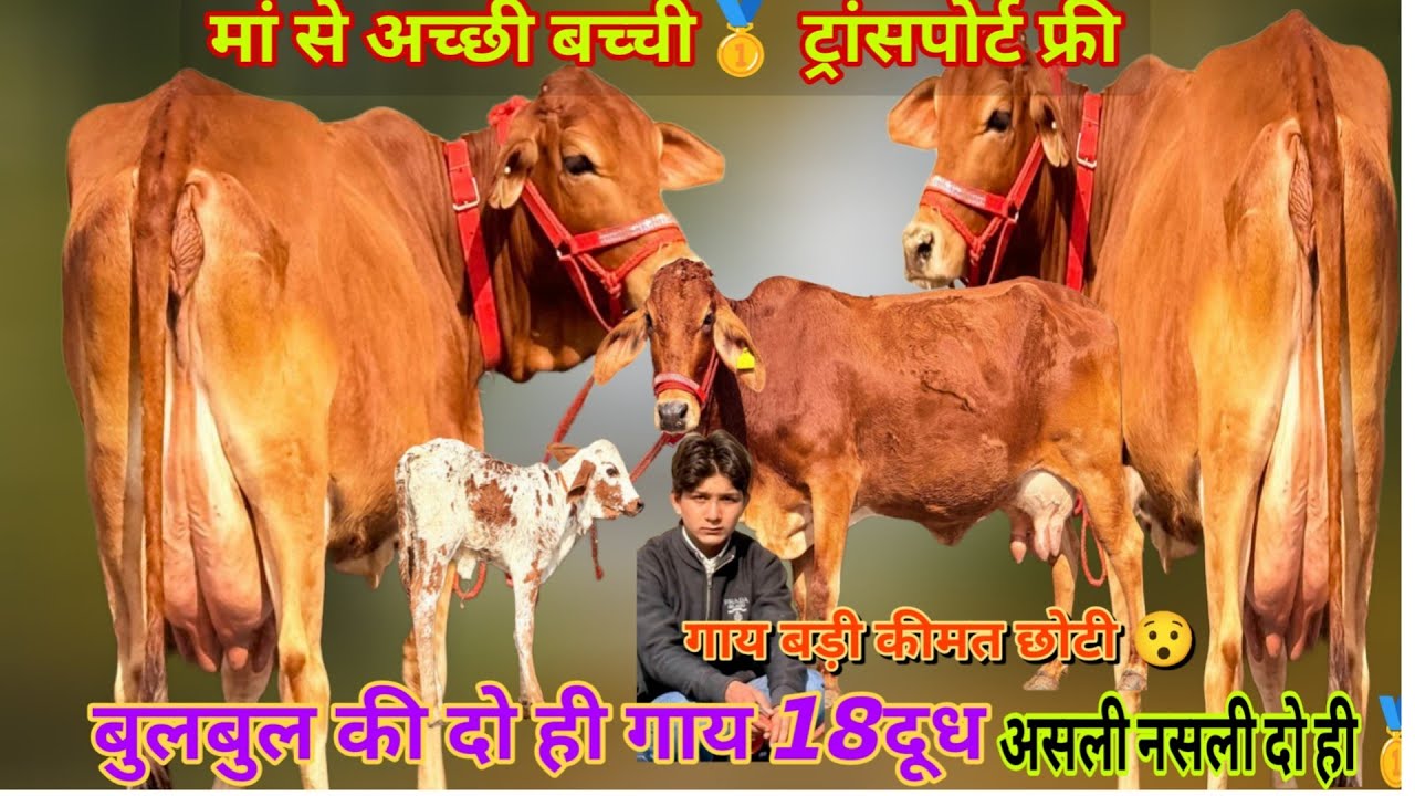 18 milk ✌️ साहिवाल टॉप 🏆 लाखों में एक ऐसी बछड़ी मिलेगी गिरलैंडो🥇 ट्रांसपोर्ट फ्री 🚚 एक की जाएगी दो