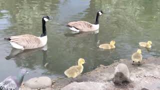 Baby ducks at Hillsborough park Sheffield.