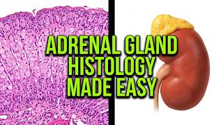 Adrenal Gland Histology Made Easy