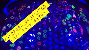 Acropora Reef tank tour :  Frag tank setup (SPS)