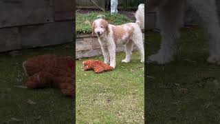 I Love   You doggielife pets viralshorts shortsfeed cutedog