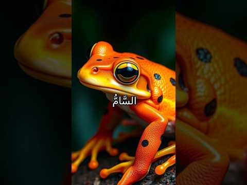 حقائق مذهلة عن الضفدع الذهبي السام أخطر الكائنات السامة في العالم