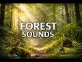 Peaceful Forest Ambience Birds Singing Gentle Wind Sounds mp3