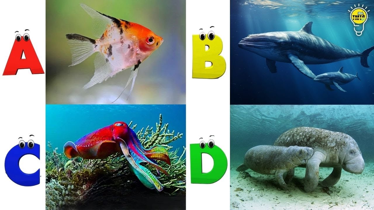 ABC phonics animals | ABC Sea Animals song | English and Animals for ...
