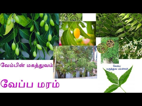 essay neem tree uses in tamil