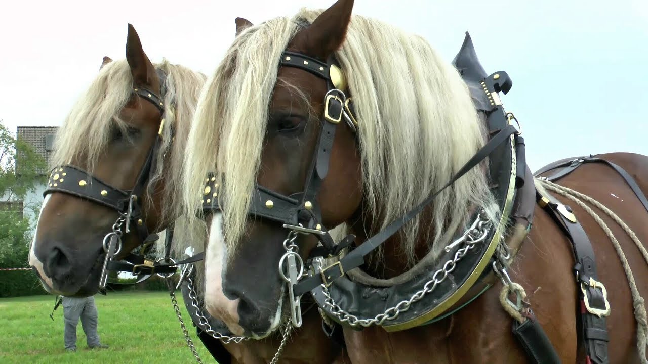 17. Bartholomäer Roßtag am 27.8.2017