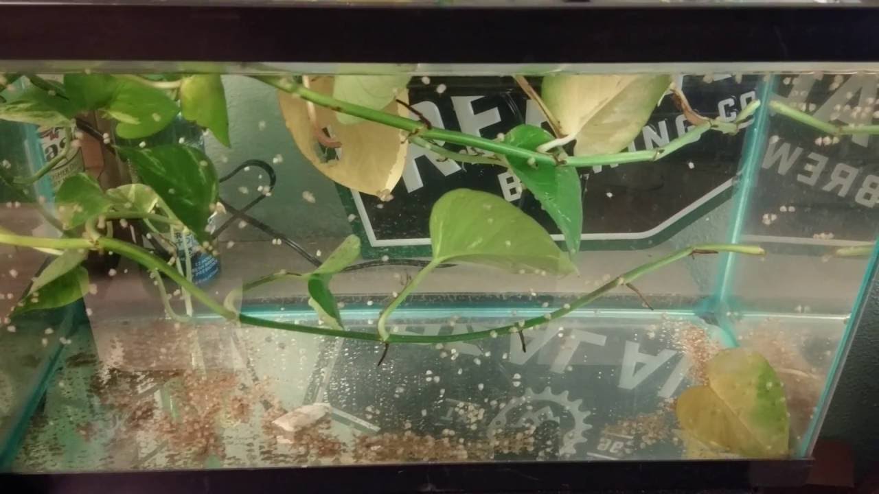 Breeding Mystery Snails!! - YouTube