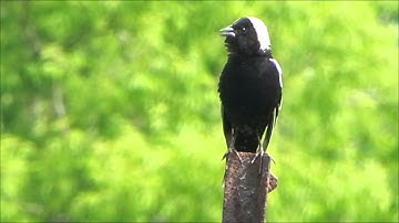 Male Bobolink
