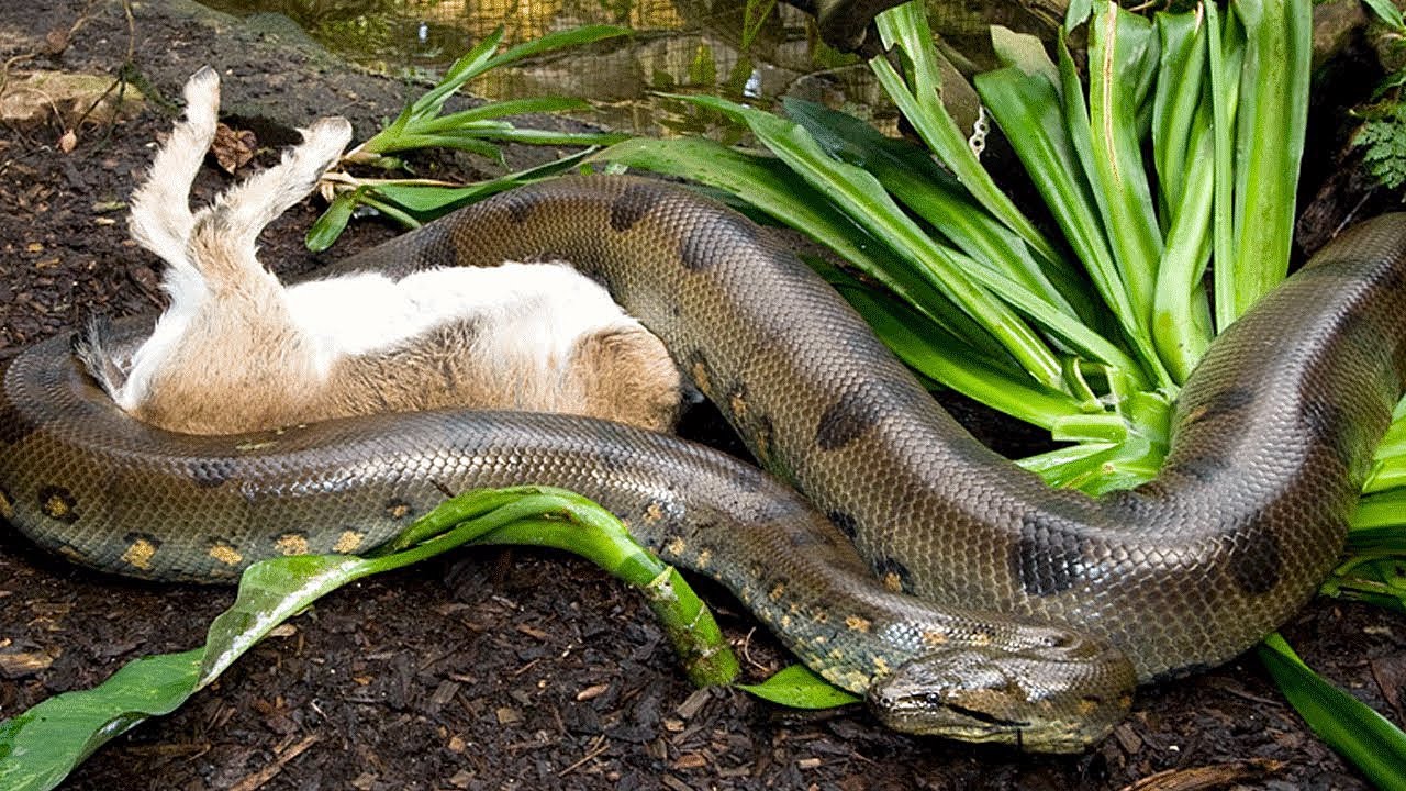 Почему анаконда. Анаконда змея. Водяной удав Анаконда. Зеленая Анаконда (eunectes murinus).
