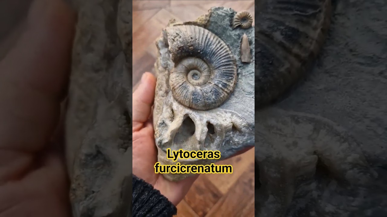 Look@this! Amazing rare lytoceras 